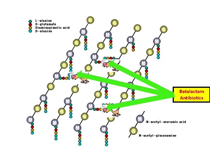 Betalactam Antibiotics 