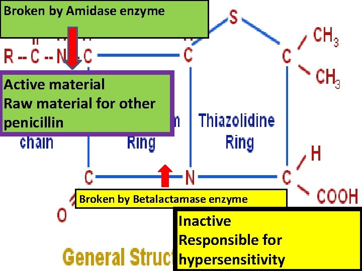 Broken by Amidase enzyme Active material Raw material for other penicillin Broken by Betalactamase