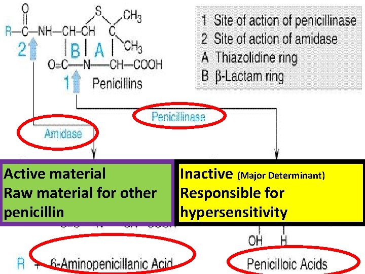 Active material Raw material for other penicillin Inactive (Major Determinant) Responsible for hypersensitivity 