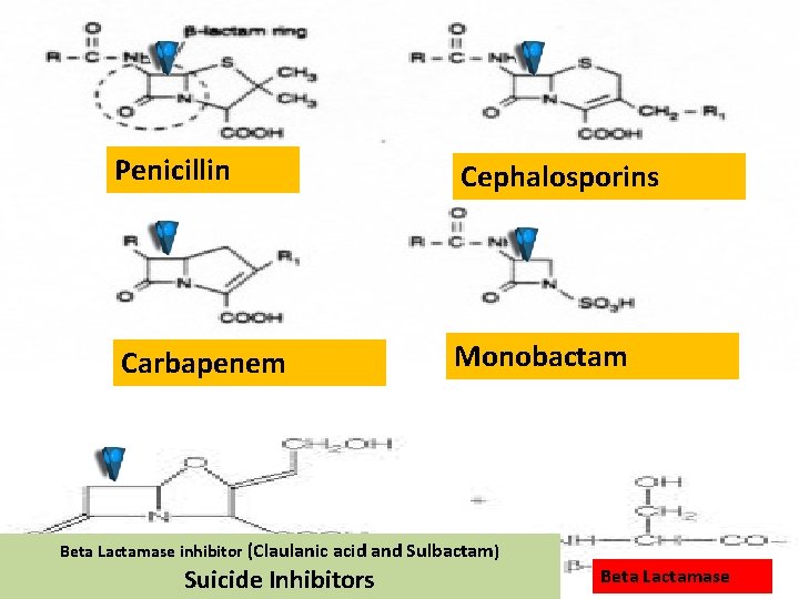 Penicillin Cephalosporins Carbapenem Monobactam Beta Lactamase inhibitor (Claulanic acid and Sulbactam) Suicide Inhibitors Beta