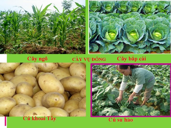 Cây ngô Củ khoai Tây C Y VỤ ĐÔNG Cây bắp cải Củ su