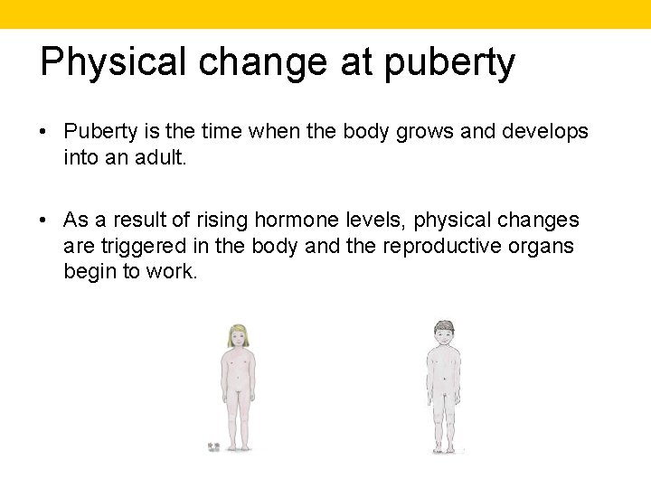 Physical change at puberty • Puberty is the time when the body grows and