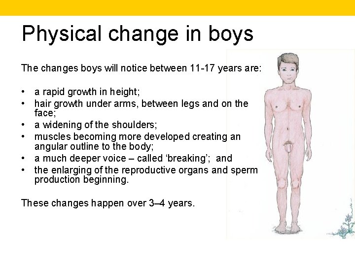 Physical change in boys The changes boys will notice between 11 -17 years are: