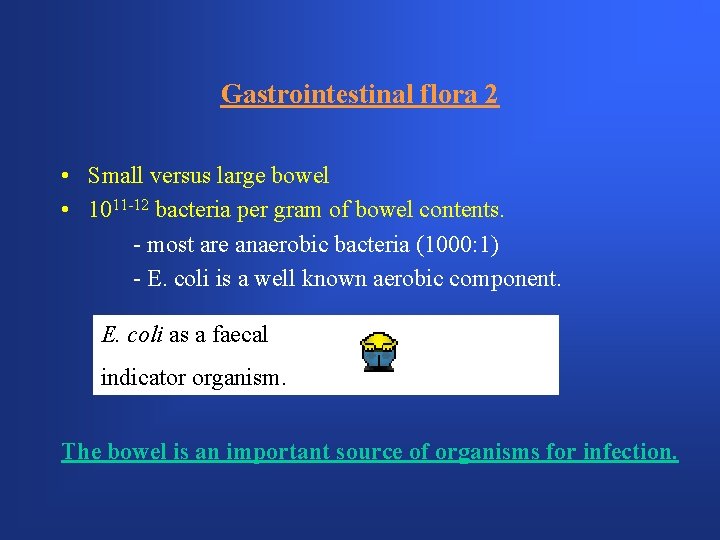 Gastrointestinal flora 2 • Small versus large bowel • 1011 -12 bacteria per gram