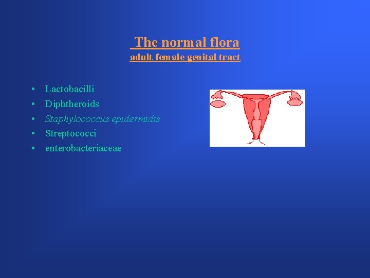 The normal flora adult female genital tract • • • Lactobacilli Diphtheroids Staphylococcus epidermidis