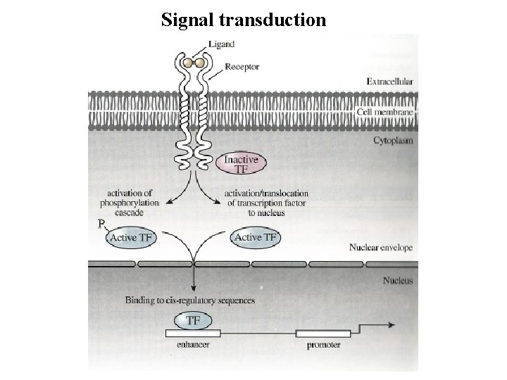 Signal transduction Signal transduction