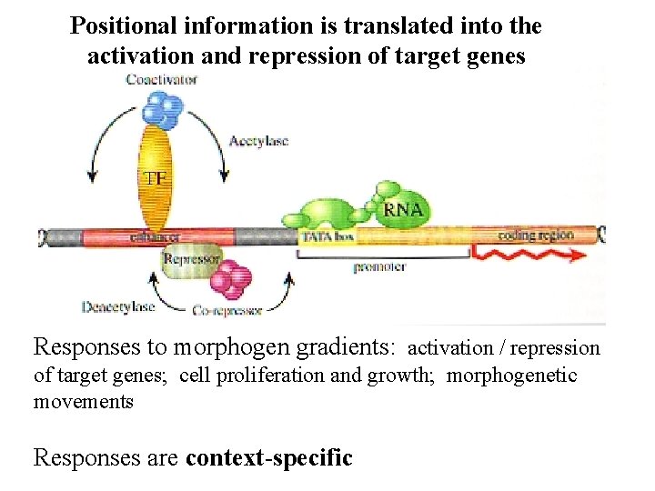 Positional information is translated into the activation and repression of target genes Responses to Positional information is translated into the activation and repression of target genes Responses to
