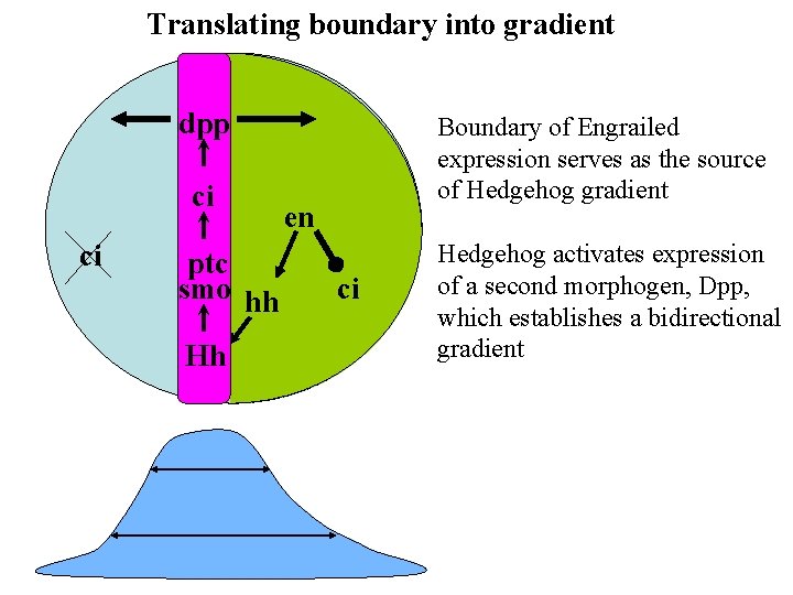 Translating boundary into gradient dpp ci ci ptc smo hh Hh Boundary of Engrailed Translating boundary into gradient dpp ci ci ptc smo hh Hh Boundary of Engrailed