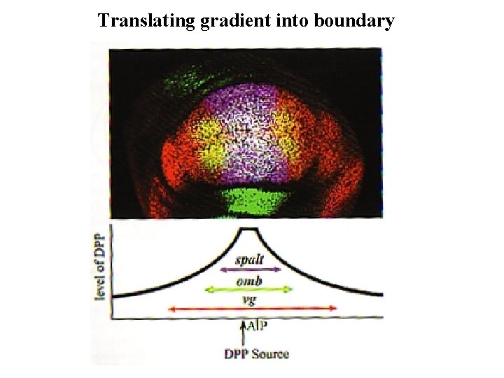 Translating gradient into boundary Translating gradient into boundary