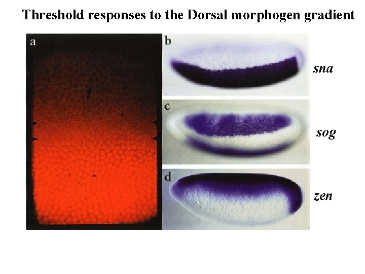 Threshold responses to the Dorsal morphogen gradient sna sog zen Threshold responses to the Dorsal morphogen gradient sna sog zen