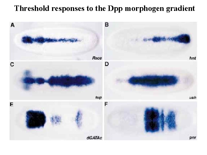 Threshold responses to the Dpp morphogen gradient Threshold responses to the Dpp morphogen gradient