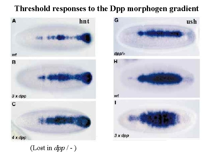 Threshold responses to the Dpp morphogen gradient hnt (Lost in dpp / - ) Threshold responses to the Dpp morphogen gradient hnt (Lost in dpp / - )
