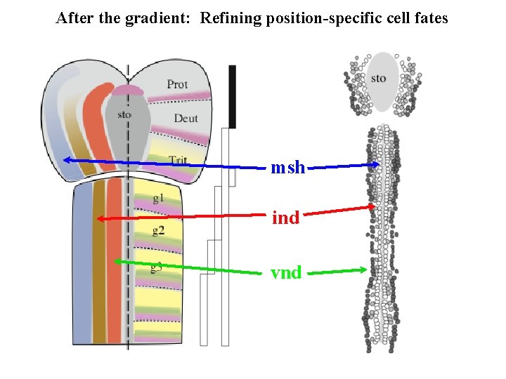 After the gradient: Refining position-specific cell fates msh ind vnd After the gradient: Refining position-specific cell fates msh ind vnd