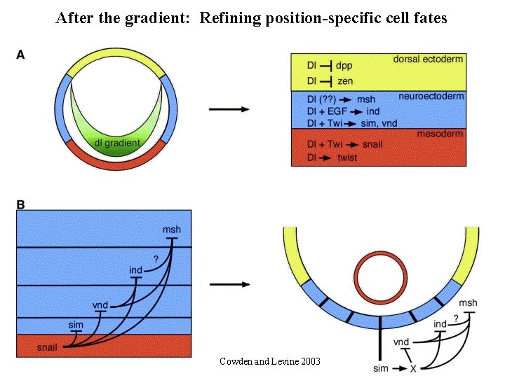 After the gradient: Refining position-specific cell fates Cowden and Levine 2003 After the gradient: Refining position-specific cell fates Cowden and Levine 2003
