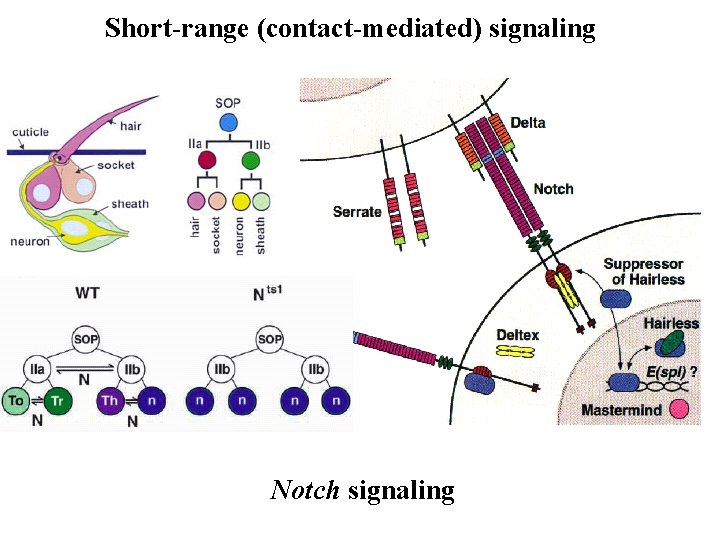 Short-range (contact-mediated) signaling Notch signaling Short-range (contact-mediated) signaling Notch signaling