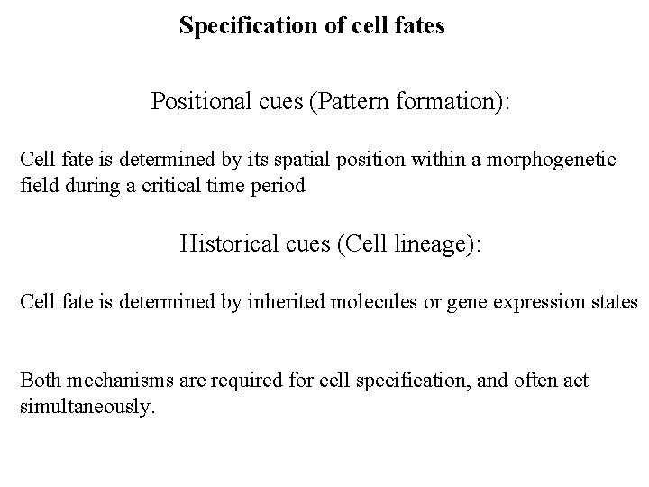 Specification of cell fates Positional cues (Pattern formation): Cell fate is determined by its Specification of cell fates Positional cues (Pattern formation): Cell fate is determined by its