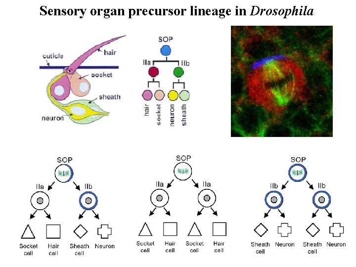 Sensory organ precursor lineage in Drosophila Sensory organ precursor lineage in Drosophila