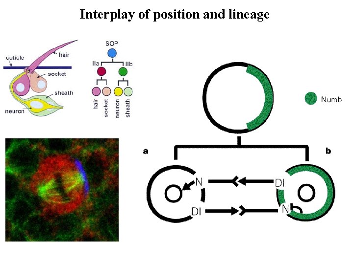 Interplay of position and lineage Interplay of position and lineage