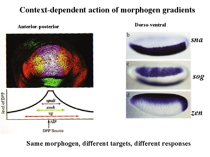 Context-dependent action of morphogen gradients Anterior-posterior Dorso-ventral sna sog zen Same morphogen, different targets, Context-dependent action of morphogen gradients Anterior-posterior Dorso-ventral sna sog zen Same morphogen, different targets,
