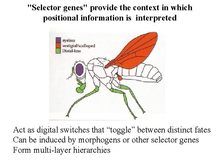 "Selector genes" provide the context in which positional information is interpreted Act as digital "Selector genes" provide the context in which positional information is interpreted Act as digital