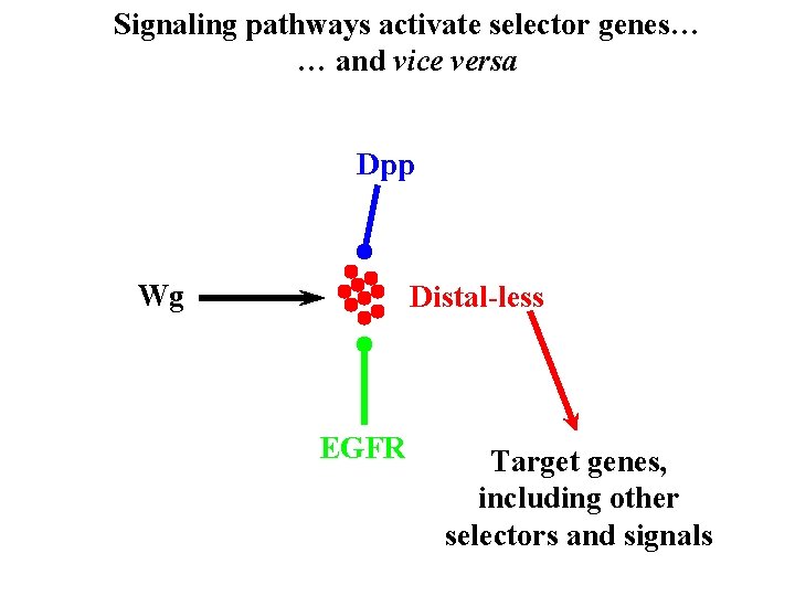 Signaling pathways activate selector genes… … and vice versa Dpp Wg Distal-less EGFR Target Signaling pathways activate selector genes… … and vice versa Dpp Wg Distal-less EGFR Target