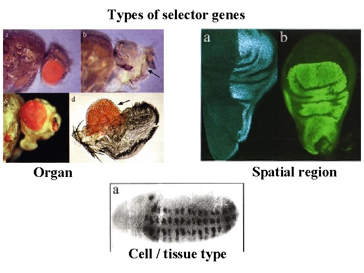 Types of selector genes Spatial region Organ Cell / tissue type Types of selector genes Spatial region Organ Cell / tissue type