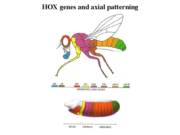 HOX genes and axial patterning HOX genes and axial patterning