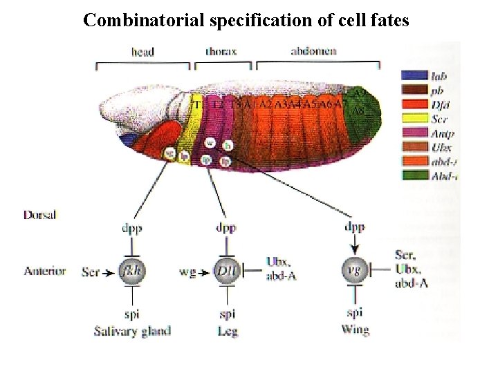 Combinatorial specification of cell fates Combinatorial specification of cell fates