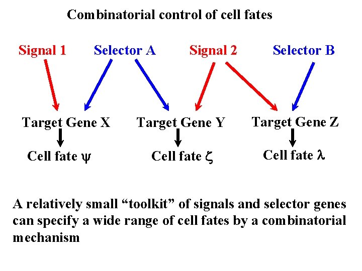 Combinatorial control of cell fates Signal 1 Selector A Target Gene X Cell fate Combinatorial control of cell fates Signal 1 Selector A Target Gene X Cell fate
