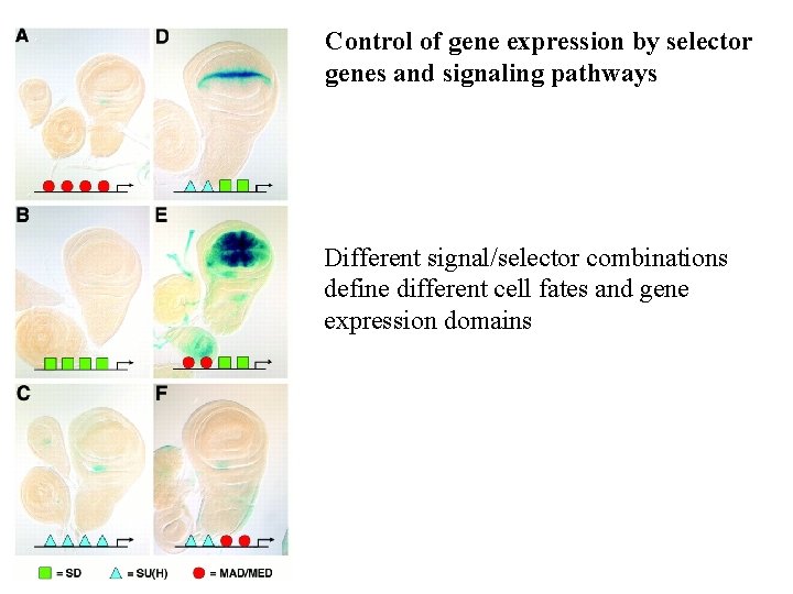 Control of gene expression by selector genes and signaling pathways Different signal/selector combinations define Control of gene expression by selector genes and signaling pathways Different signal/selector combinations define