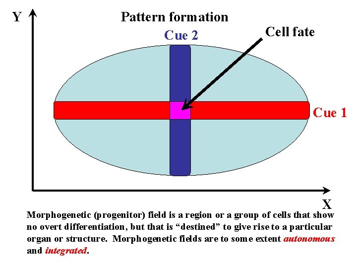 Y Pattern formation Cue 2 Cell fate Cue 1 X Morphogenetic (progenitor) field is Y Pattern formation Cue 2 Cell fate Cue 1 X Morphogenetic (progenitor) field is