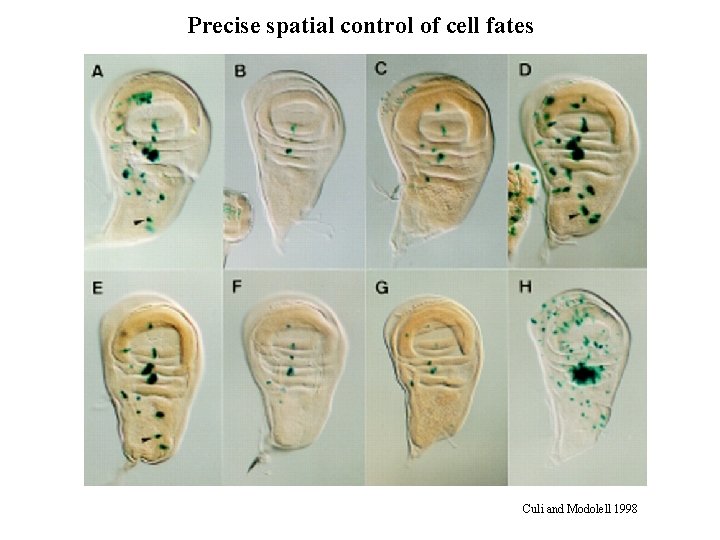 Precise spatial control of cell fates Culi and Modolell 1998 Precise spatial control of cell fates Culi and Modolell 1998