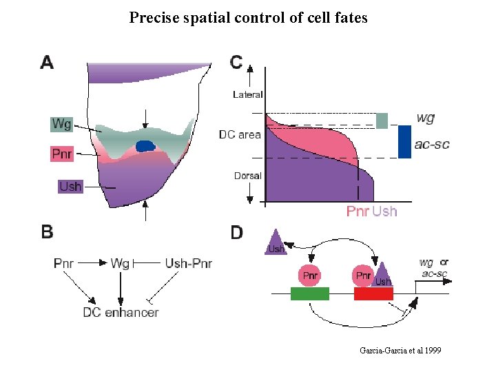 Precise spatial control of cell fates Garcia-Garcia et al 1999 Precise spatial control of cell fates Garcia-Garcia et al 1999