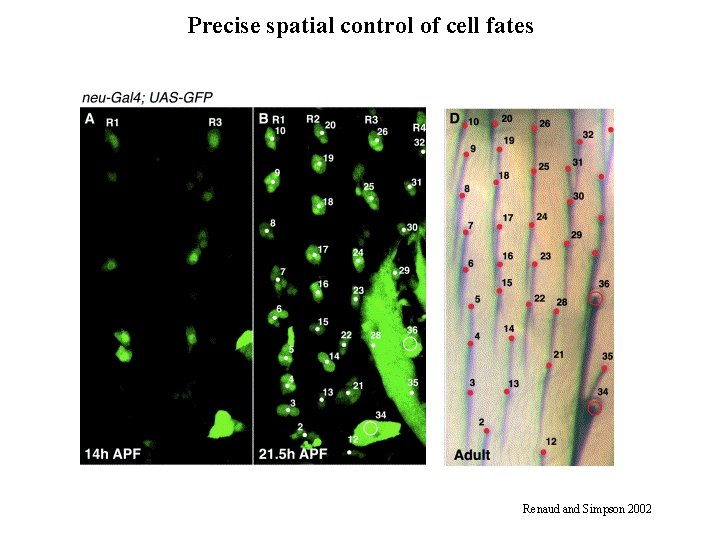 Precise spatial control of cell fates Renaud and Simpson 2002 Precise spatial control of cell fates Renaud and Simpson 2002