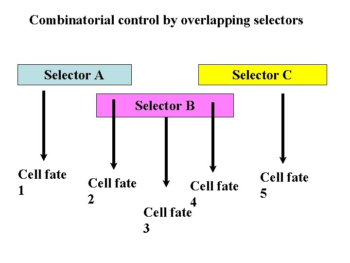Combinatorial control by overlapping selectors Selector A Selector C Selector B Cell fate 1 Combinatorial control by overlapping selectors Selector A Selector C Selector B Cell fate 1