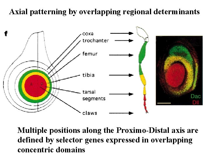 Axial patterning by overlapping regional determinants Multiple positions along the Proximo-Distal axis are defined Axial patterning by overlapping regional determinants Multiple positions along the Proximo-Distal axis are defined