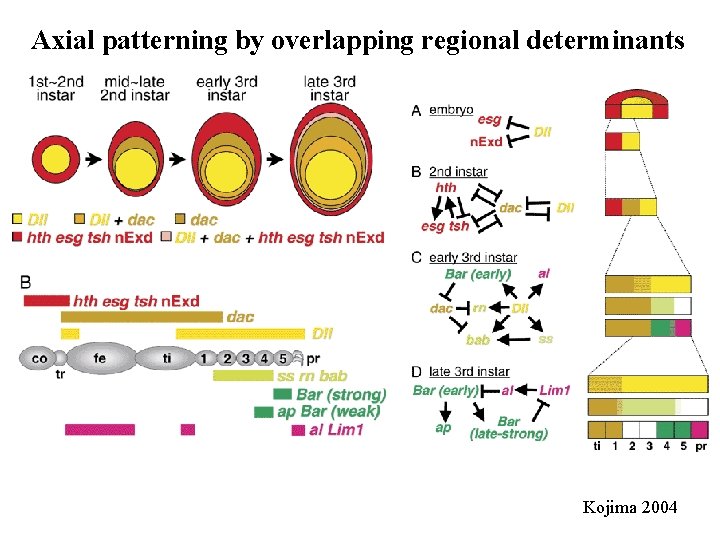 Axial patterning by overlapping regional determinants Kojima 2004 Axial patterning by overlapping regional determinants Kojima 2004