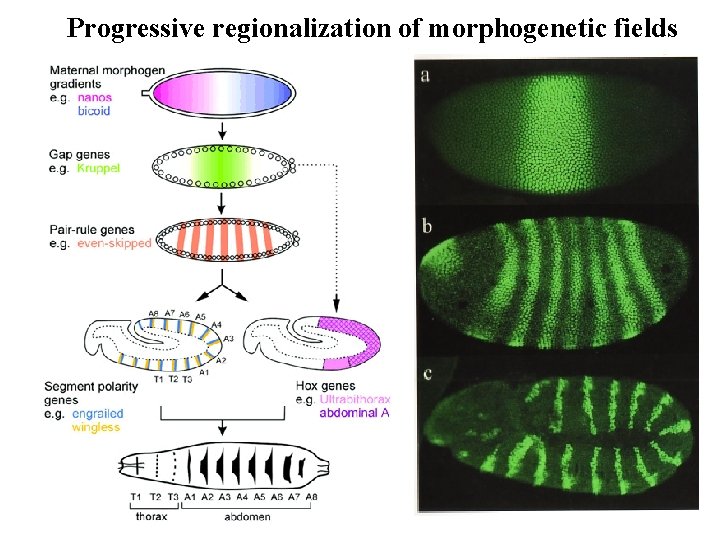 Progressive regionalization of morphogenetic fields Progressive regionalization of morphogenetic fields