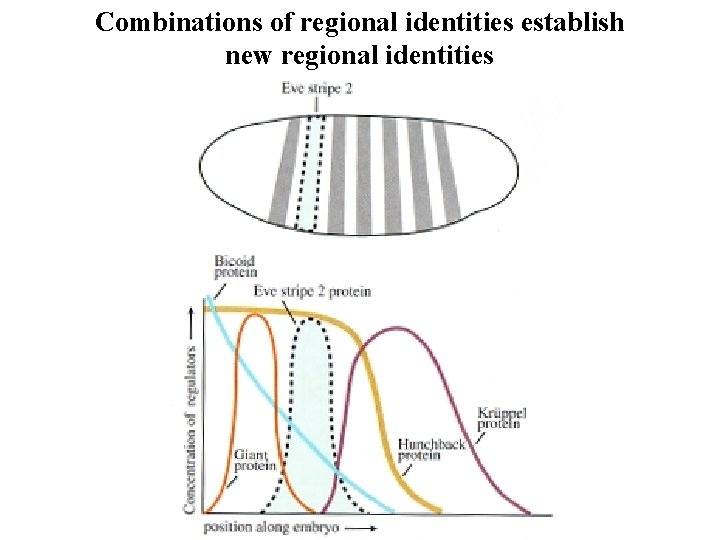 Combinations of regional identities establish new regional identities Combinations of regional identities establish new regional identities