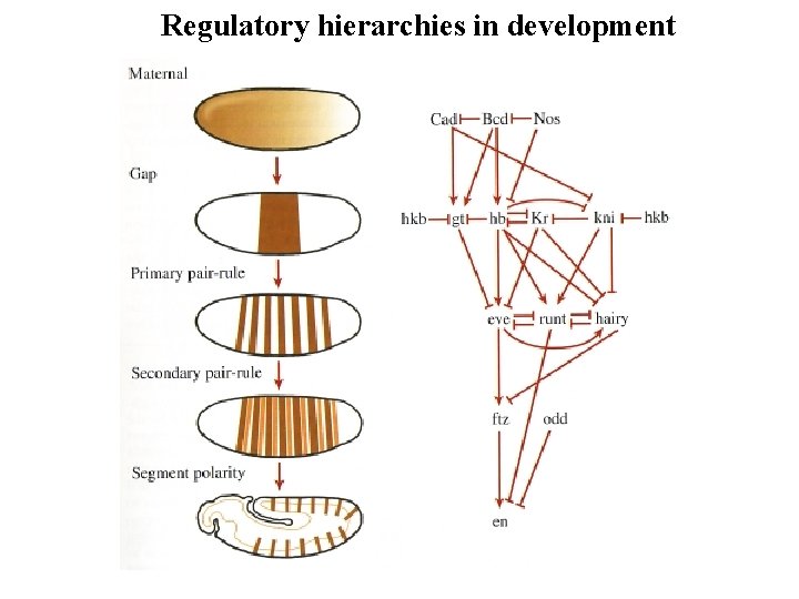 Regulatory hierarchies in development Regulatory hierarchies in development