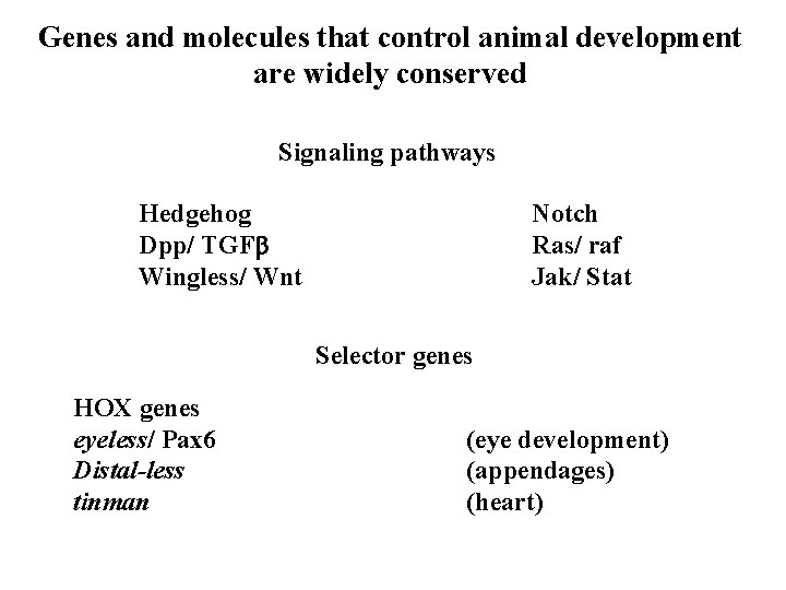 Genes and molecules that control animal development are widely conserved Signaling pathways Hedgehog Dpp/ Genes and molecules that control animal development are widely conserved Signaling pathways Hedgehog Dpp/