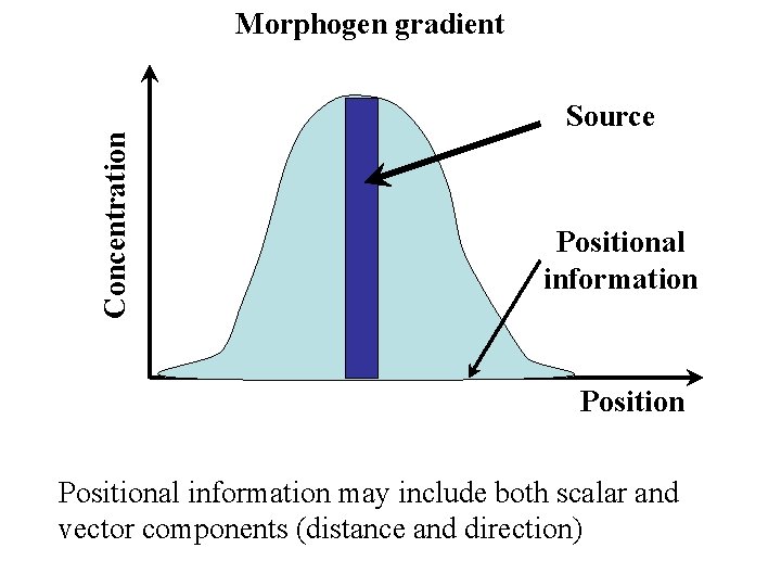 Concentration Morphogen gradient Source Positional information may include both scalar and vector components (distance Concentration Morphogen gradient Source Positional information may include both scalar and vector components (distance