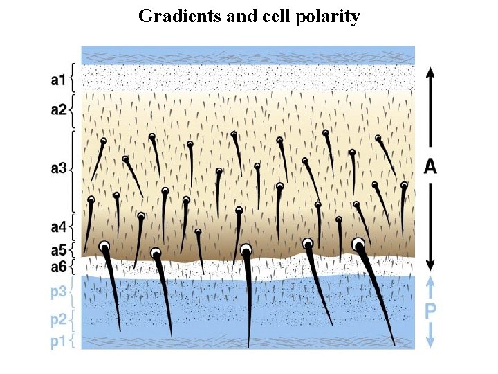 Gradients and cell polarity Gradients and cell polarity