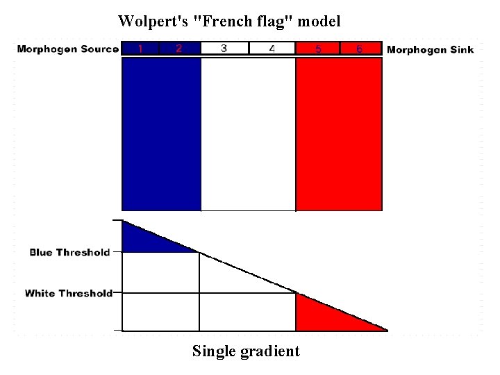 Wolpert's "French flag" model Single gradient Wolpert's "French flag" model Single gradient
