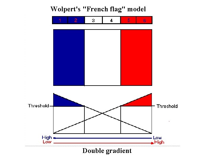 Wolpert's "French flag" model Double gradient Wolpert's "French flag" model Double gradient