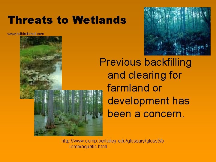 Threats to Wetlands www. kathimitchell. com Previous backfilling and clearing for farmland or development