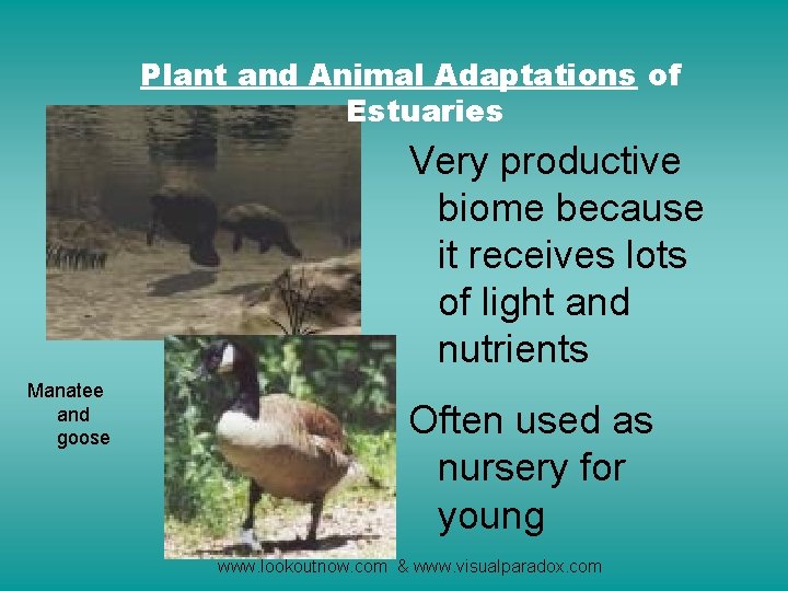 Plant and Animal Adaptations of Estuaries Very productive biome because it receives lots of