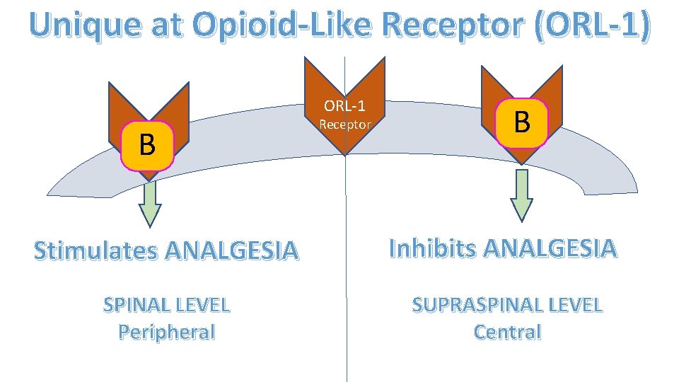 Unique at Opioid-Like Receptor (ORL-1) ORL-1 B Receptor B Stimulates ANALGESIA Inhibits ANALGESIA SPINAL