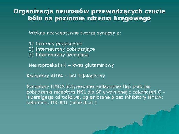 Organizacja neuronów przewodzących czucie bólu na poziomie rdzenia kręgowego Włókna nocyceptywne tworzą synapsy z: