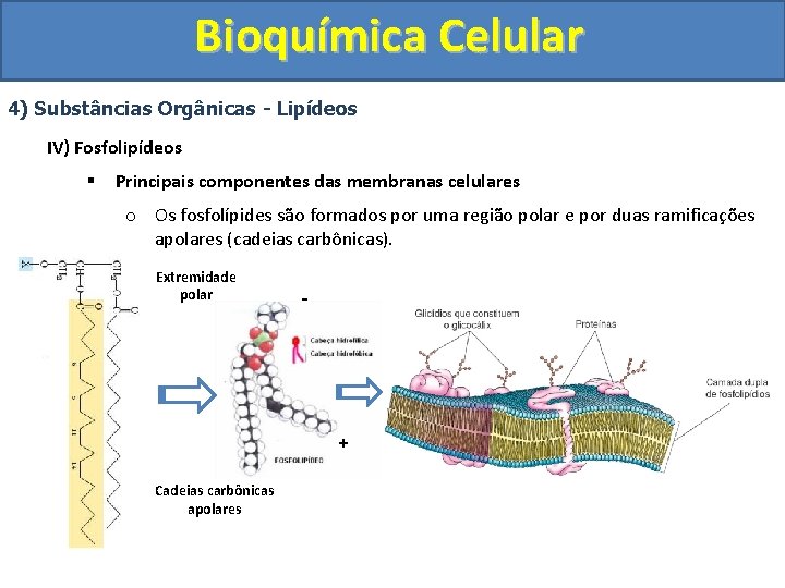 Bioquímica Celular 4) Substâncias Orgânicas - Lipídeos IV) Fosfolipídeos § Principais componentes das membranas